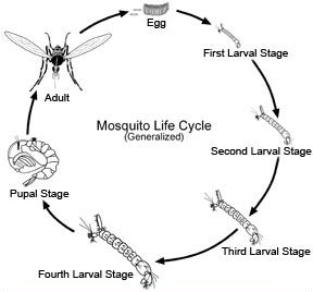 Gambar 10. Metamorfosis Nyamuk